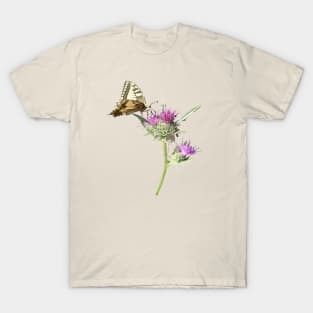 Scarce Swallowtail Butterfly Resting On Thistle Flower T-Shirt